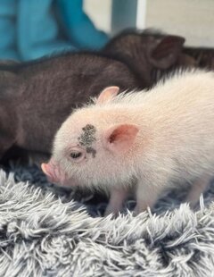 2/14 子豚カフェ