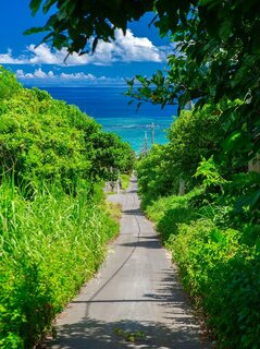 🟥✨🌺🌺🌺✨🟥