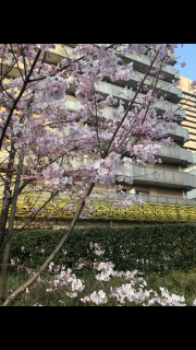 今年初桜観測🔭🌸