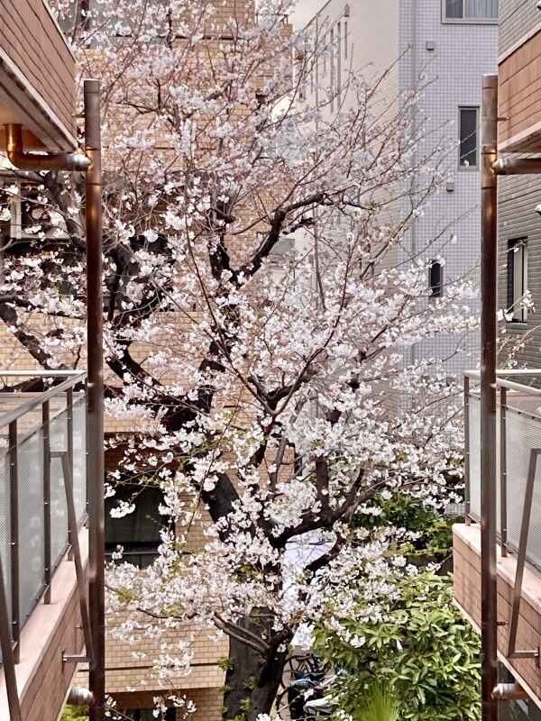 花は桜 君は美し