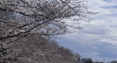 桜を見てきました〜