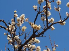 久しぶりの投稿です