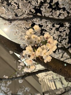 桜の季節🌸