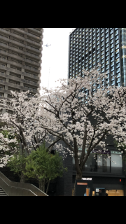 桜🌸と飛行機✈️ (新年度のご挨拶)