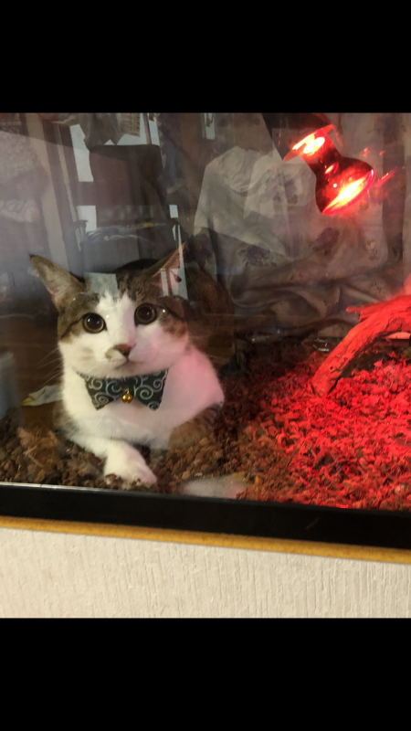 今日ご主人様からご指名されたいな🐈