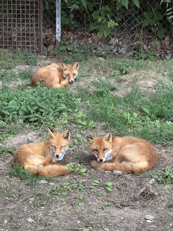 🟥✨コンコン🦊✨🟥