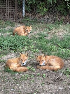 🟥✨コンコン🦊✨🟥