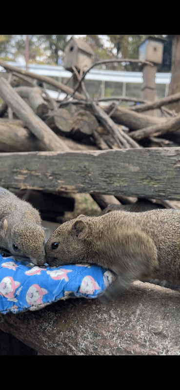 休日にリス園行ってきました〜！