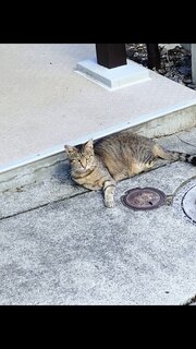 ねこちゃん可愛い💕