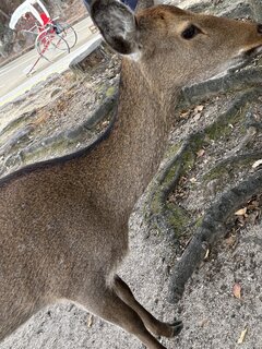 🟥🌟今日は休み🦌🌟🟥