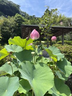 先日の鎌倉の建長寺の蓮です！