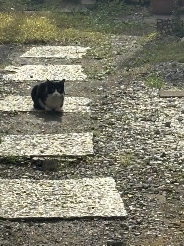 🟥✨にゃーん✨🟥