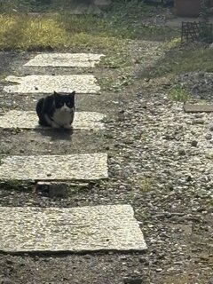 🟥✨にゃーん✨🟥