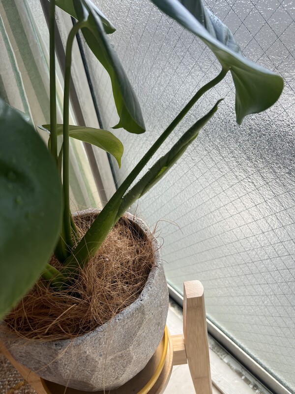 新芽が生えてきた！